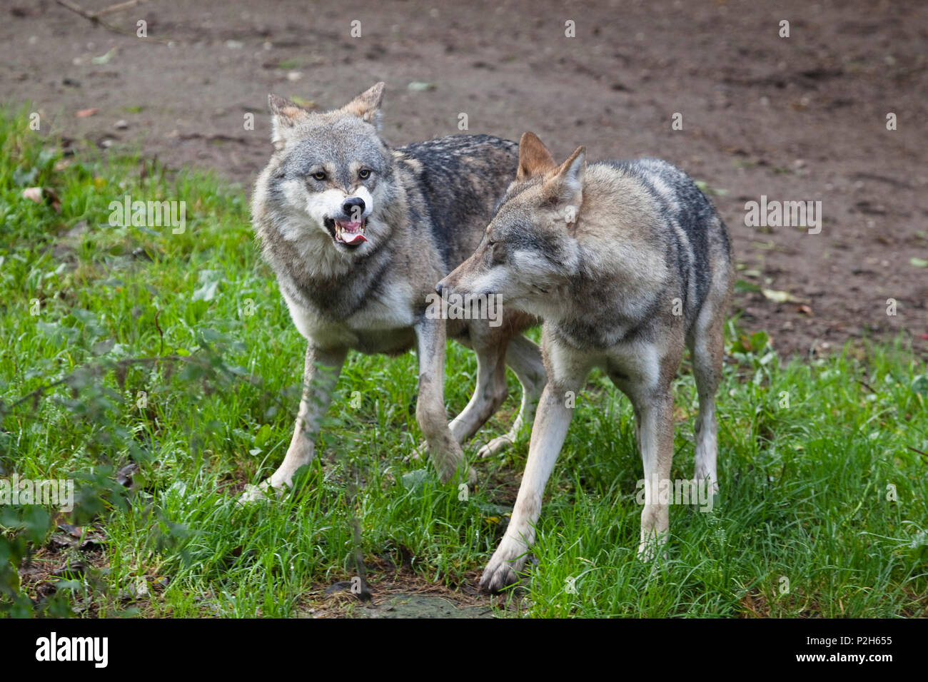 Lupi, Canis lupus, Europa, captive Foto Stock