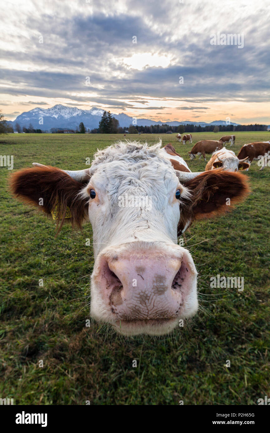 Vacca, bovini, Alta Baviera, Alpi, Germania, Europa Foto Stock