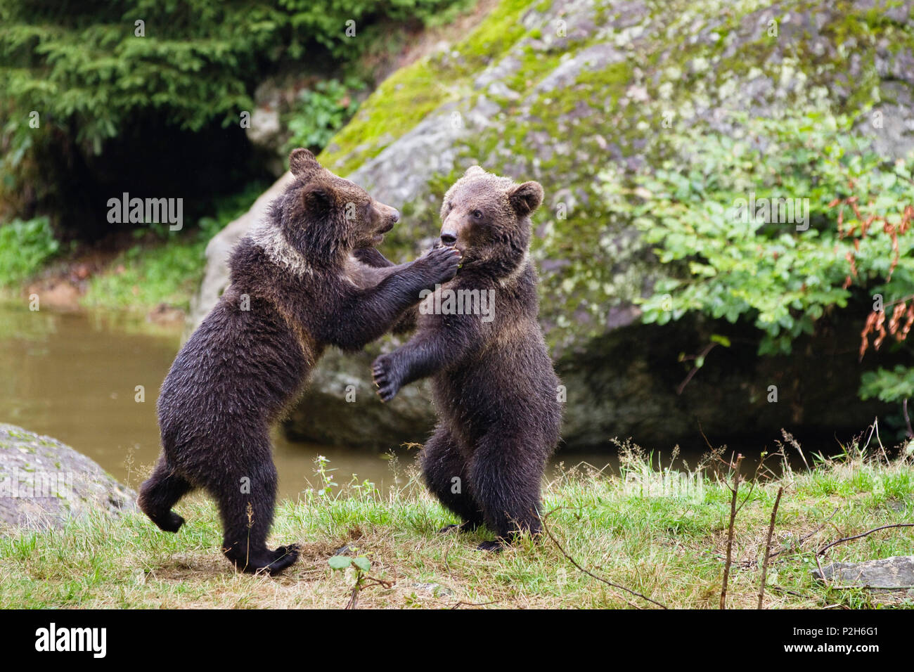 I giovani orsi bruni giocando, Ursus arctos, Parco Nazionale della Foresta Bavarese, Baviera, Bassa Baviera, Germania, Europa, captive Foto Stock