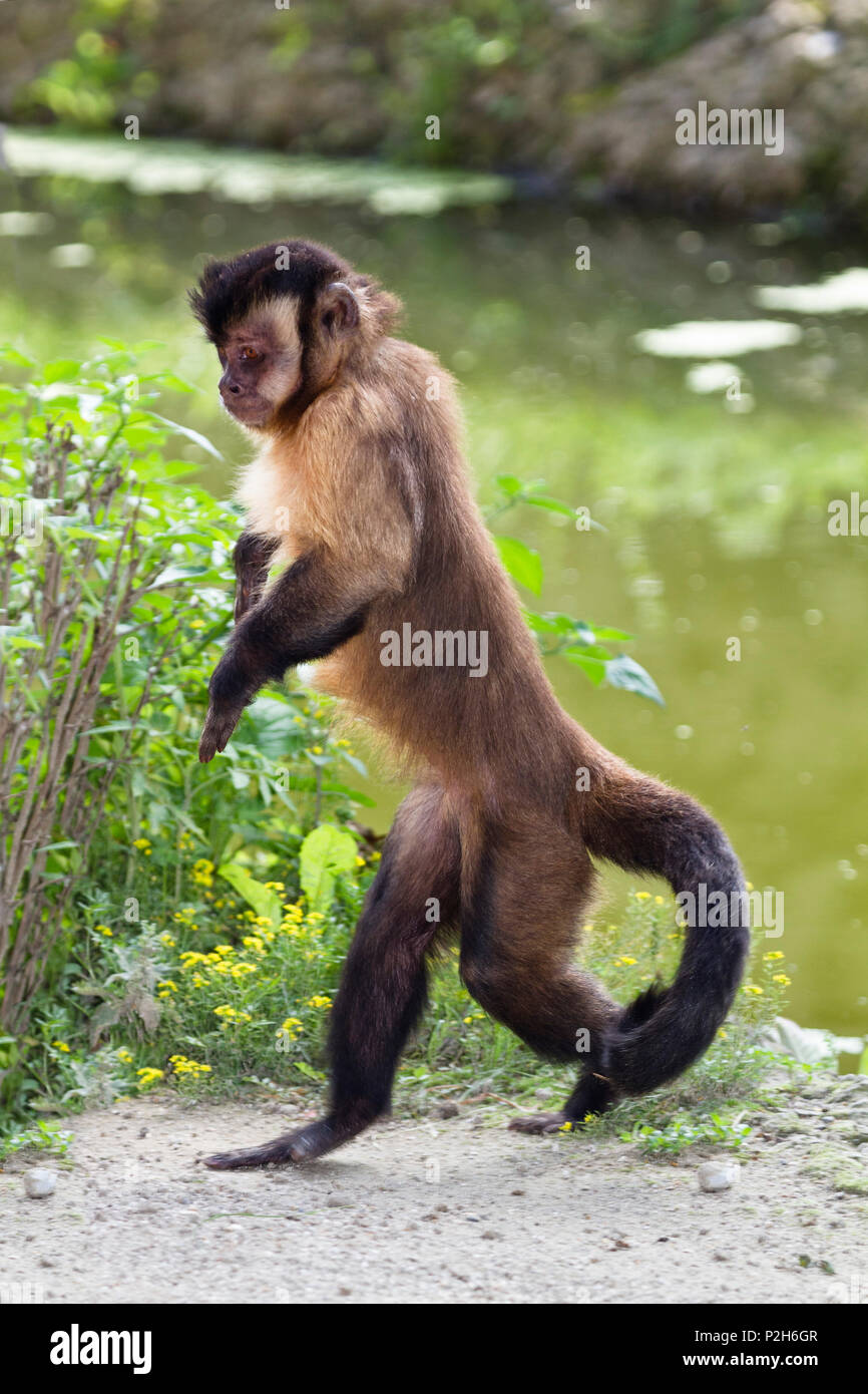 Capucin scimmia montante a piedi, Sapajus apella, Cebus apella, zoo, Sud America Foto Stock