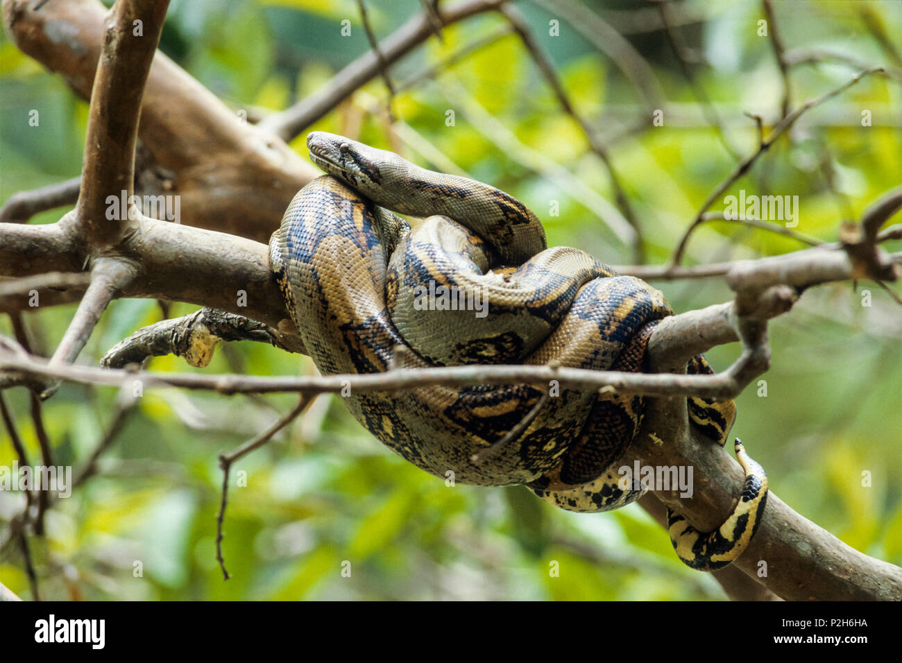 Il Serpente nella struttura ad albero, Boa constrictor, Costa Rica Foto Stock
