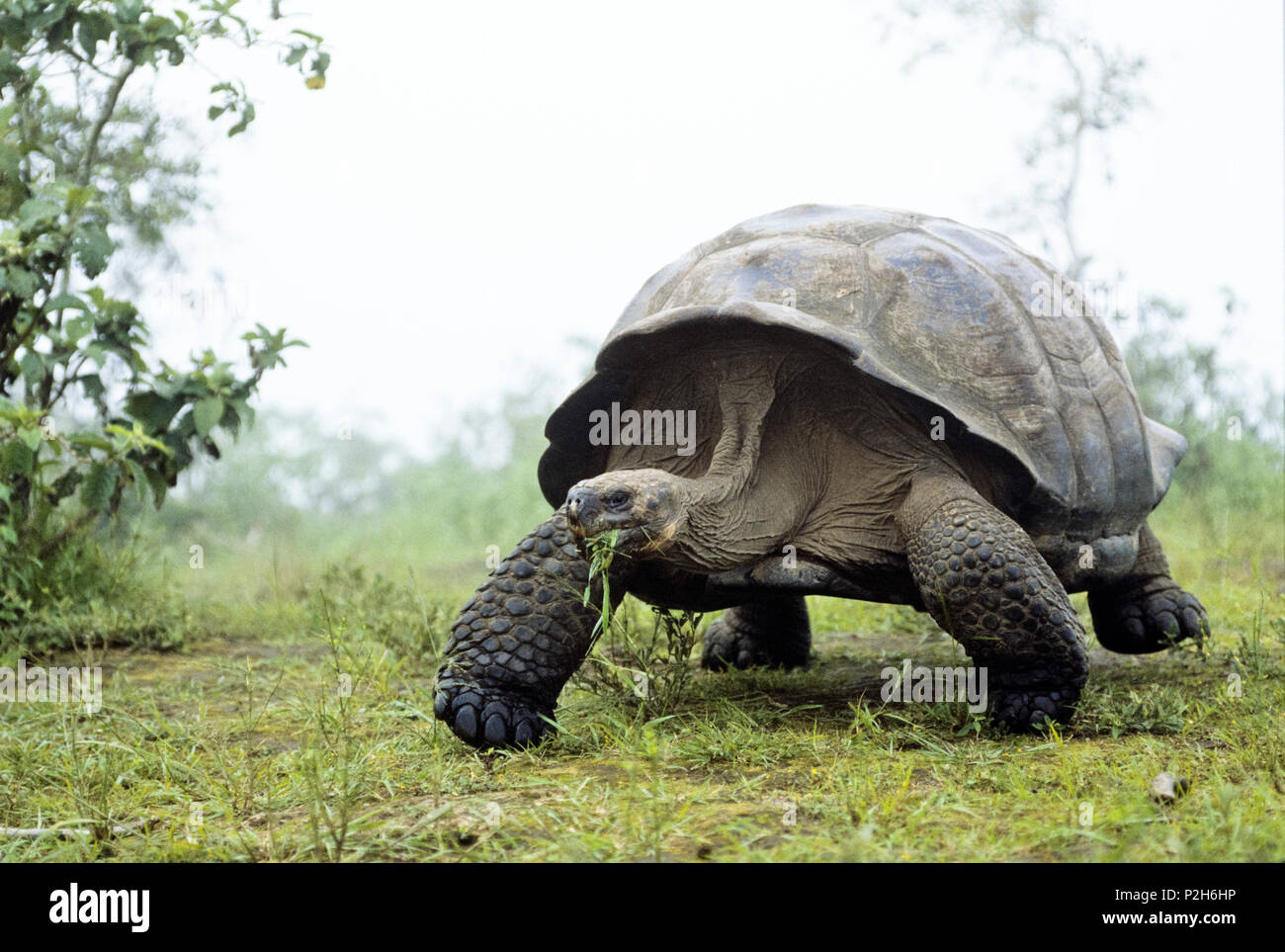 Le Galapagos La tartaruga gigante sul Vulcano Alcedo, Chelonoidis nigra, Isabela Island, Isole Galapagos, Ecuador, Sud America Foto Stock