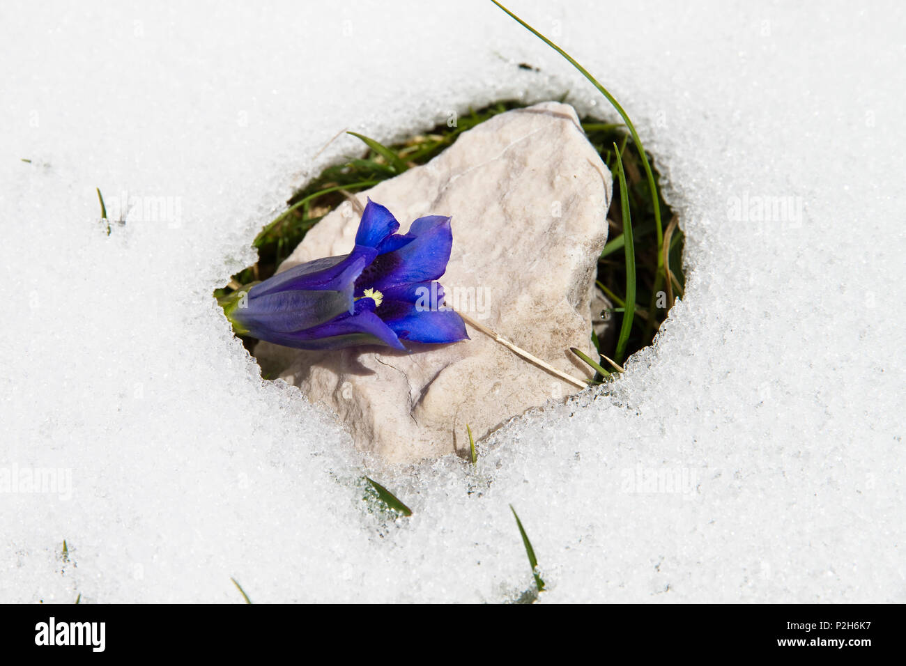 La genziana nella neve, Gentiana clusii, Alta Baviera, Germania, Europa Foto Stock