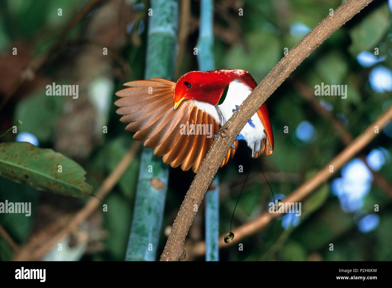 Re uccello del paradiso, maschio, visualizzazione Cicinnurus regius, West-Papua, Irian Jaya, Nuova Guinea, Indonesia Foto Stock