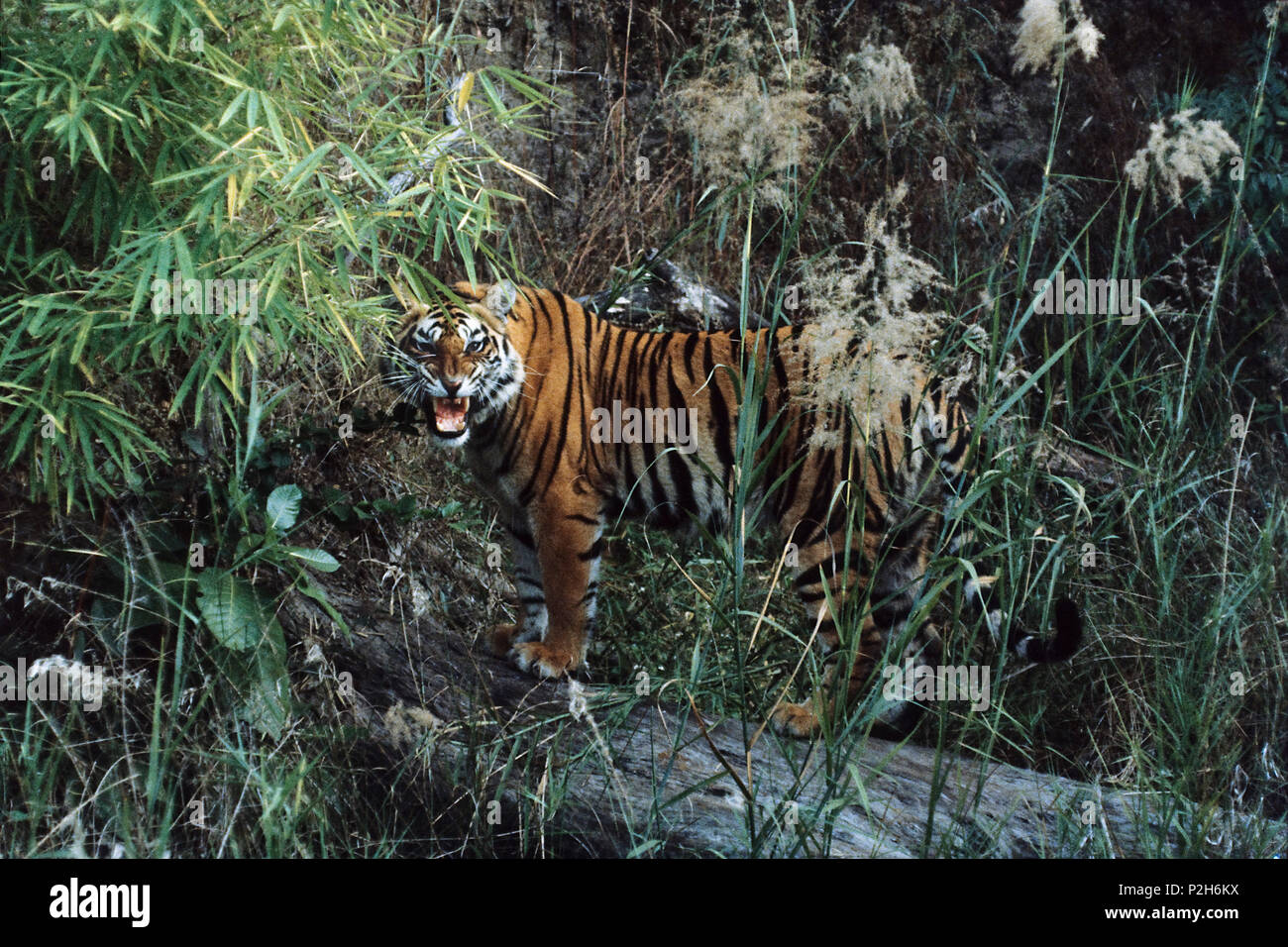 Indian Tiger ululano, Panthera tigri tigri, Bandhavgarh National Park, India Foto Stock