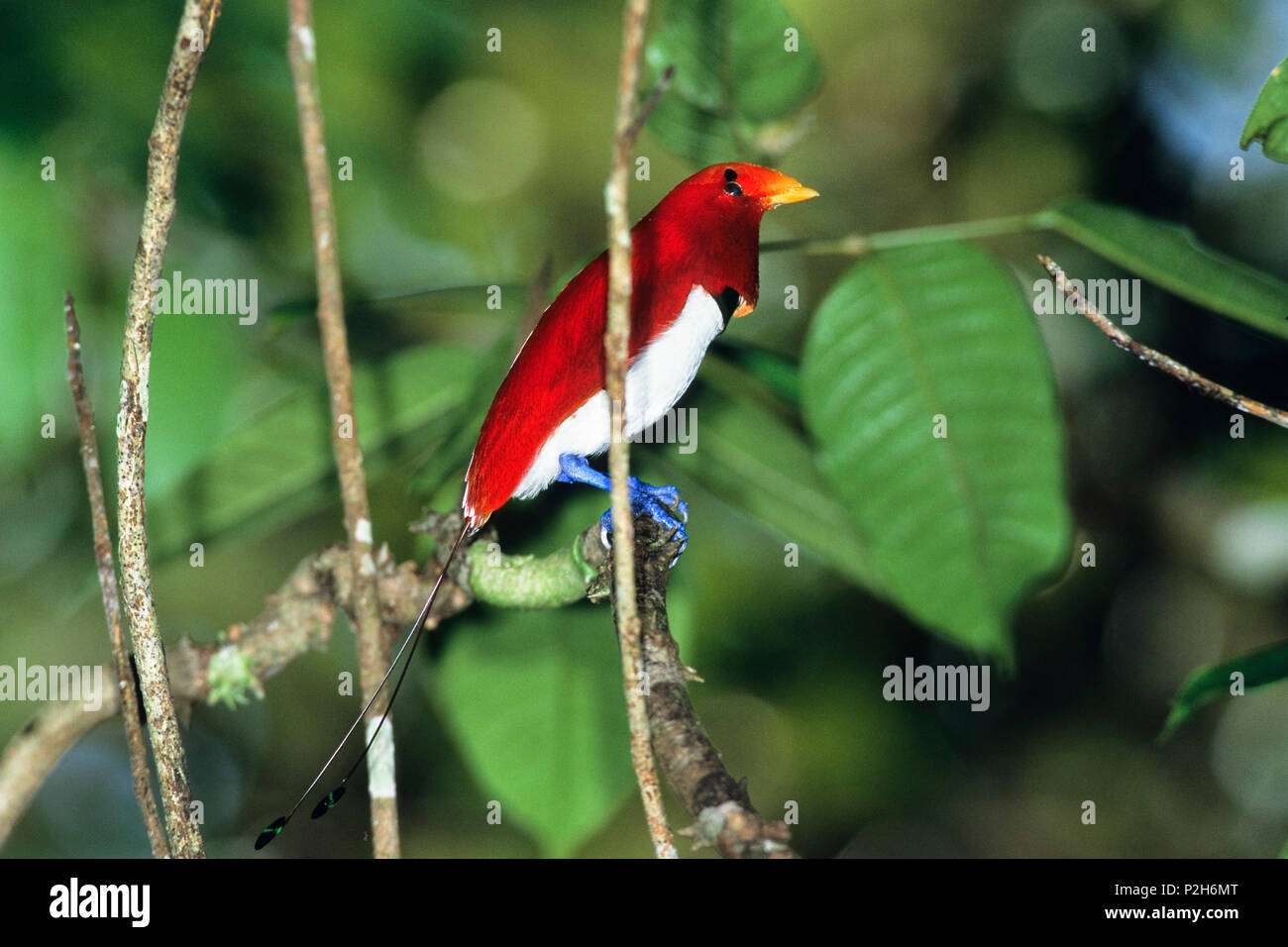 Re uccello del paradiso, maschio, visualizzazione Cicinnurus regius, West-Papua, Irian Jaya, Nuova Guinea, Indonesia Foto Stock