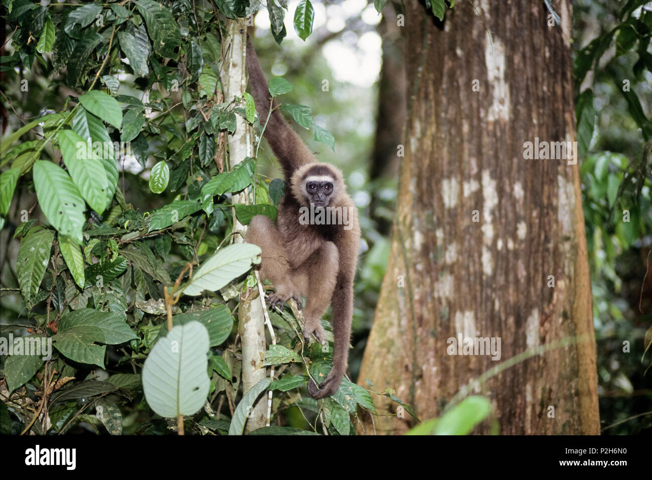 Oriente Bornean gibbone grigio nella foresta pluviale, Hylobates funereus, Sabah Borneo, Malaysia Foto Stock