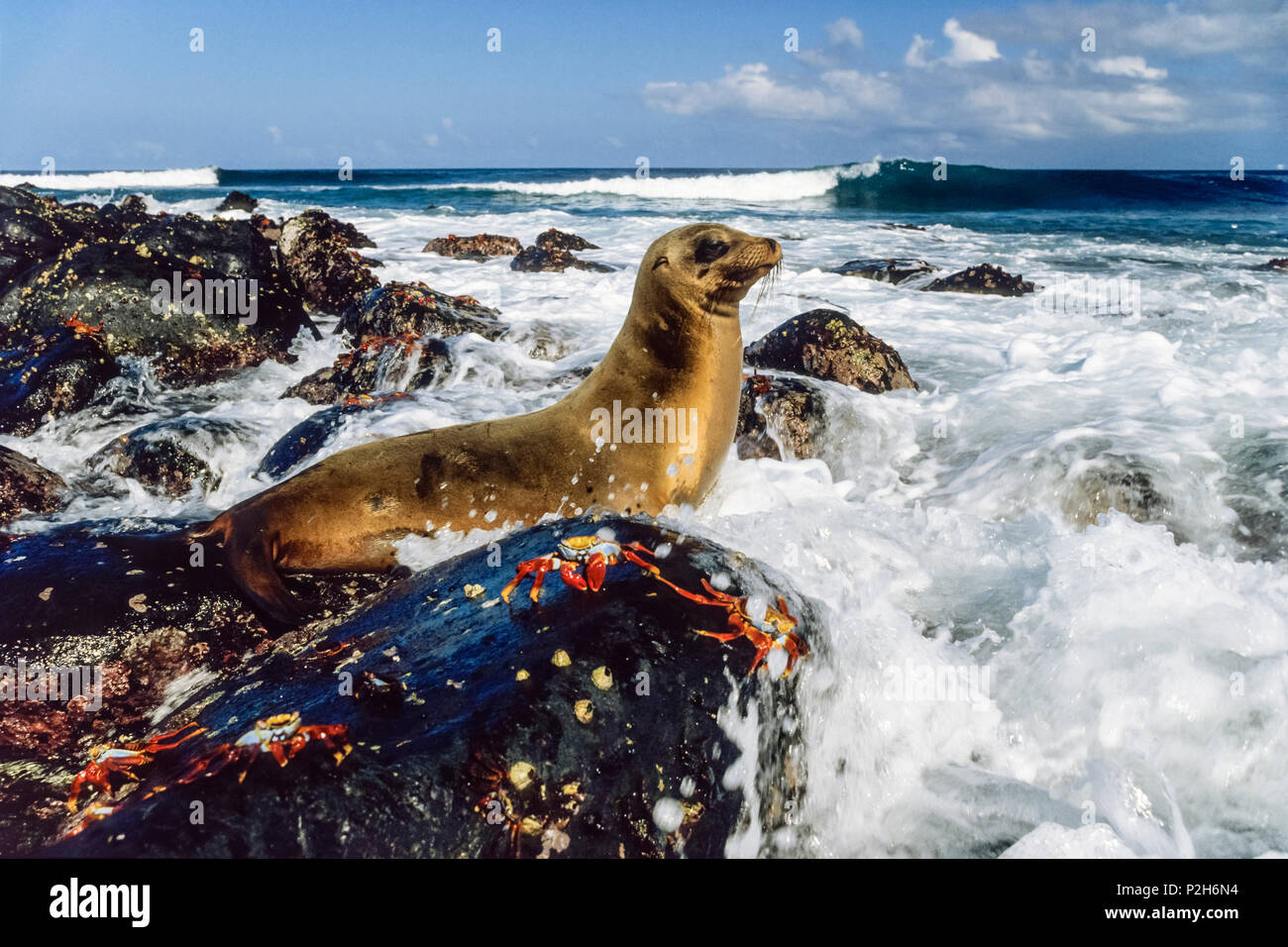 Le Galapagos Sea Lion, Zalophus wollebaeki, Fernandina, Isole Galapagos, Ecuador, Sud America Foto Stock