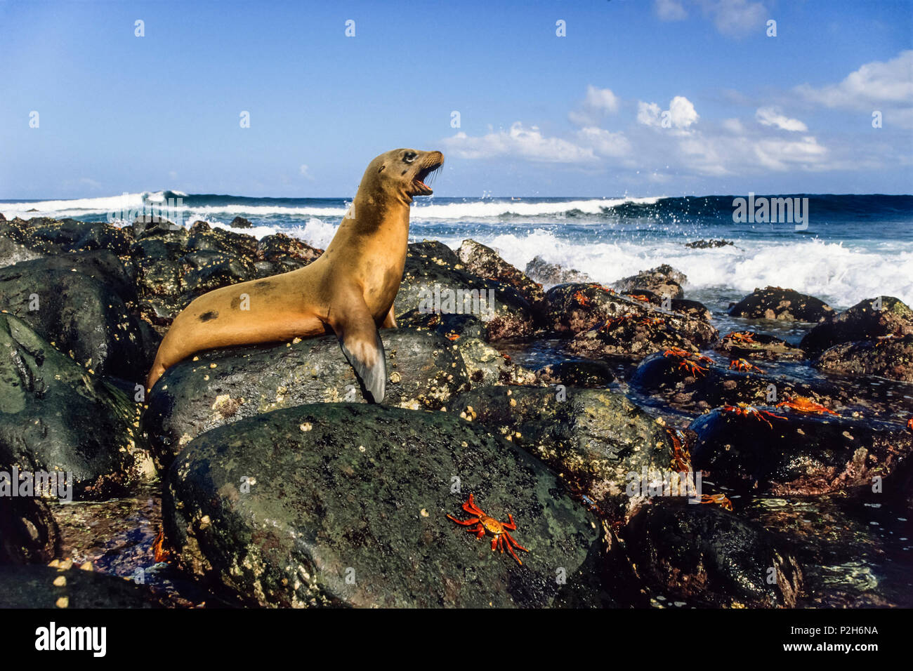 Le Galapagos Sea Lion, Zalophus wollebaeki, Fernandina, Isole Galapagos, Ecuador, Sud America Foto Stock