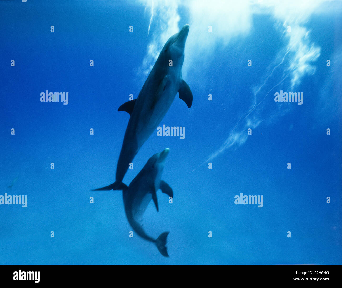 Due delfini sotto l'acqua Foto Stock
