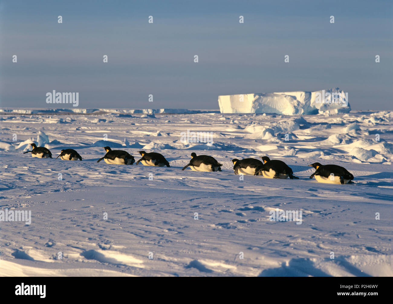 Pinguini imperatore tobboganing su ghiaccio, Aptenodytes forsteri, iceshelf, Mare di Weddell, Antartide Foto Stock