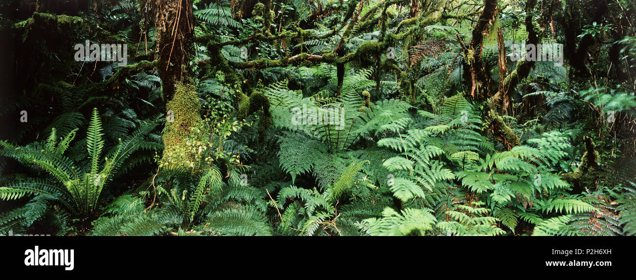 La foresta pluviale, Catlins, Catlin Forest Park, Isola del Sud, Nuova Zelanda Foto Stock