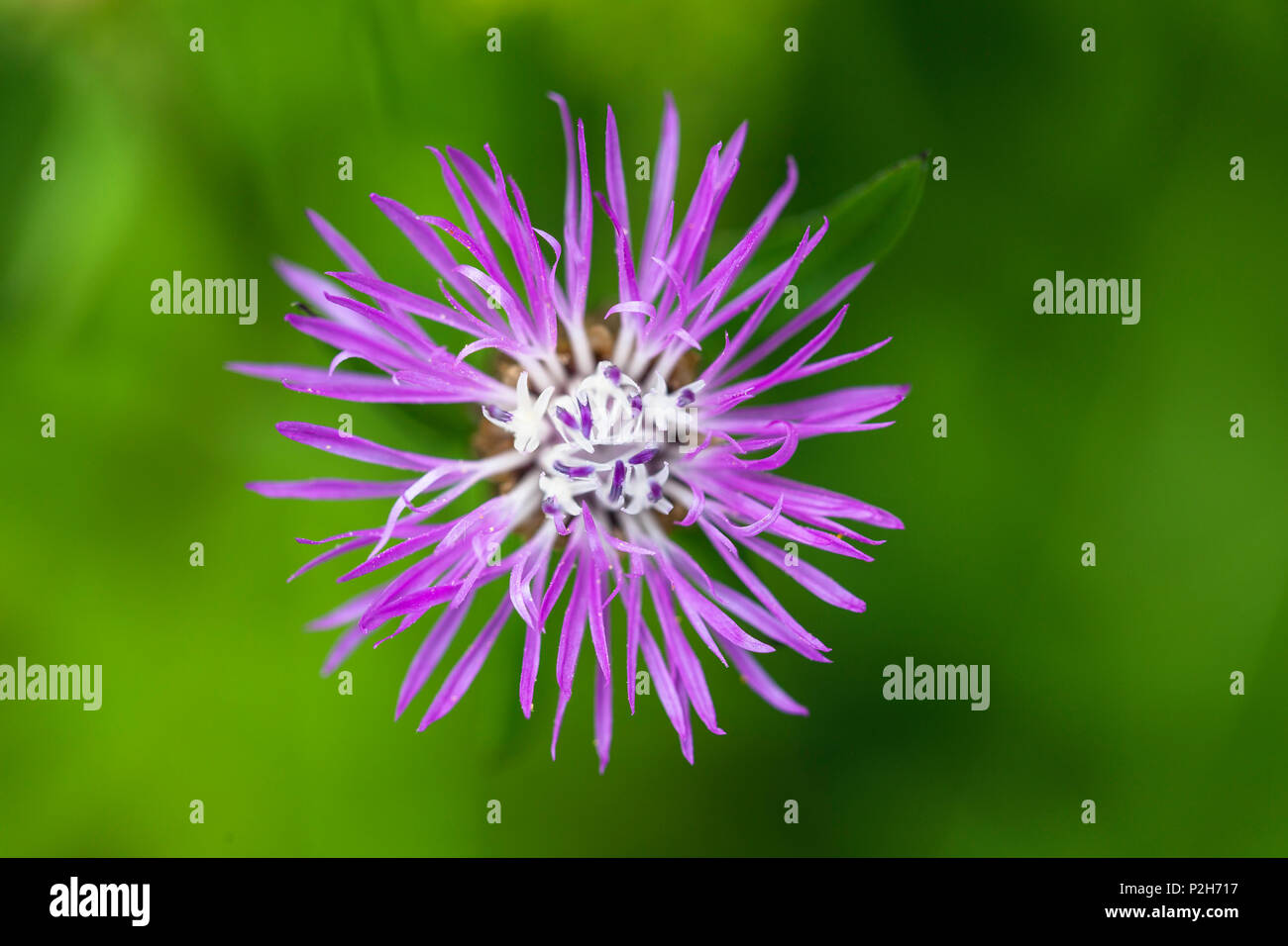 Millefiori, Centaurea spec., Alta Baviera, Germania Foto Stock