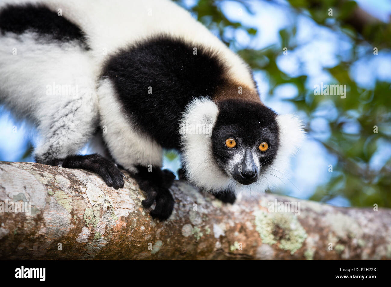 Bianco e nero lemure ruffed, Varecia variegata, ad est del Madagascar, Africa Foto Stock
