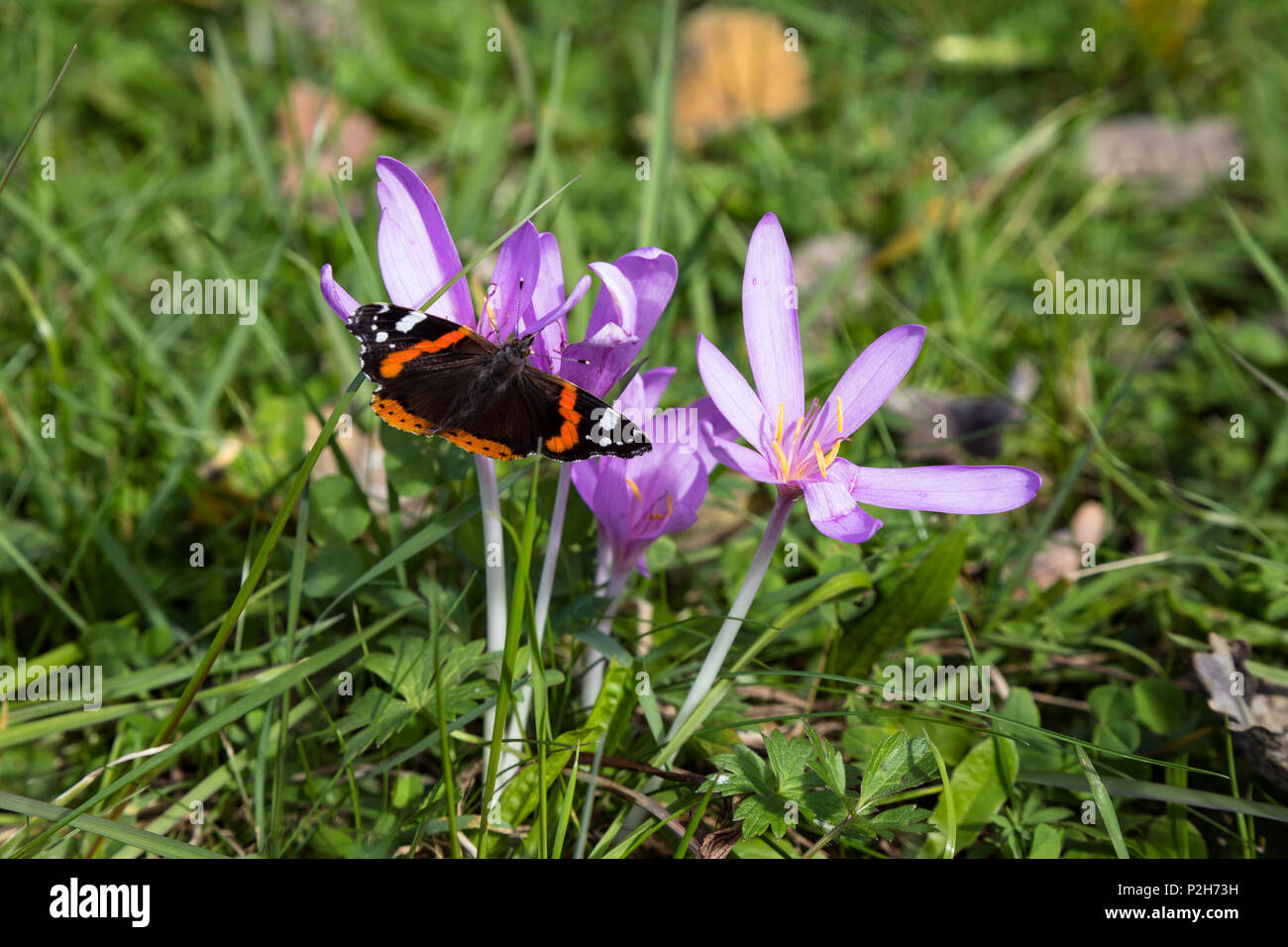 Prato di zafferano, Colchicum autumnale e Red Admiral, Vanessa Atalanta, Baviera, Germania Foto Stock