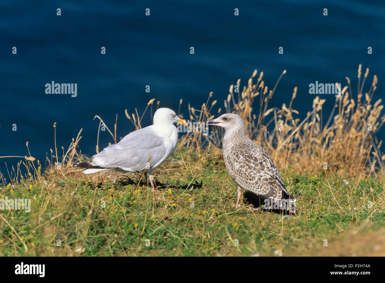 Aringa gabbiano con giovani, Larus argentatus, Mare del Nord, Germania Foto Stock