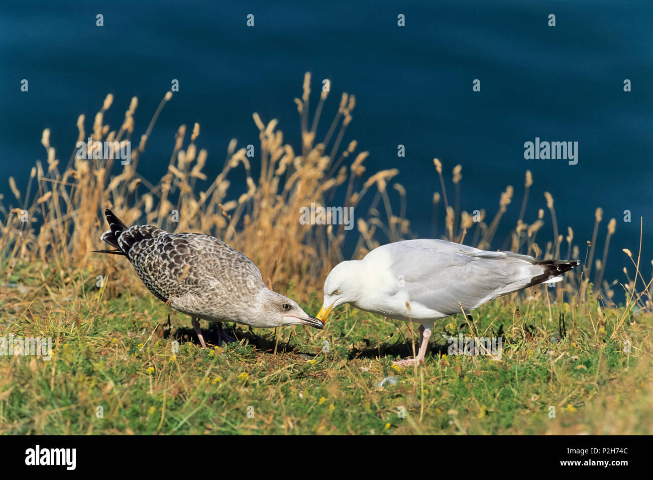 Aringa gabbiano con giovani, Larus argentatus, Mare del Nord, Germania Foto Stock