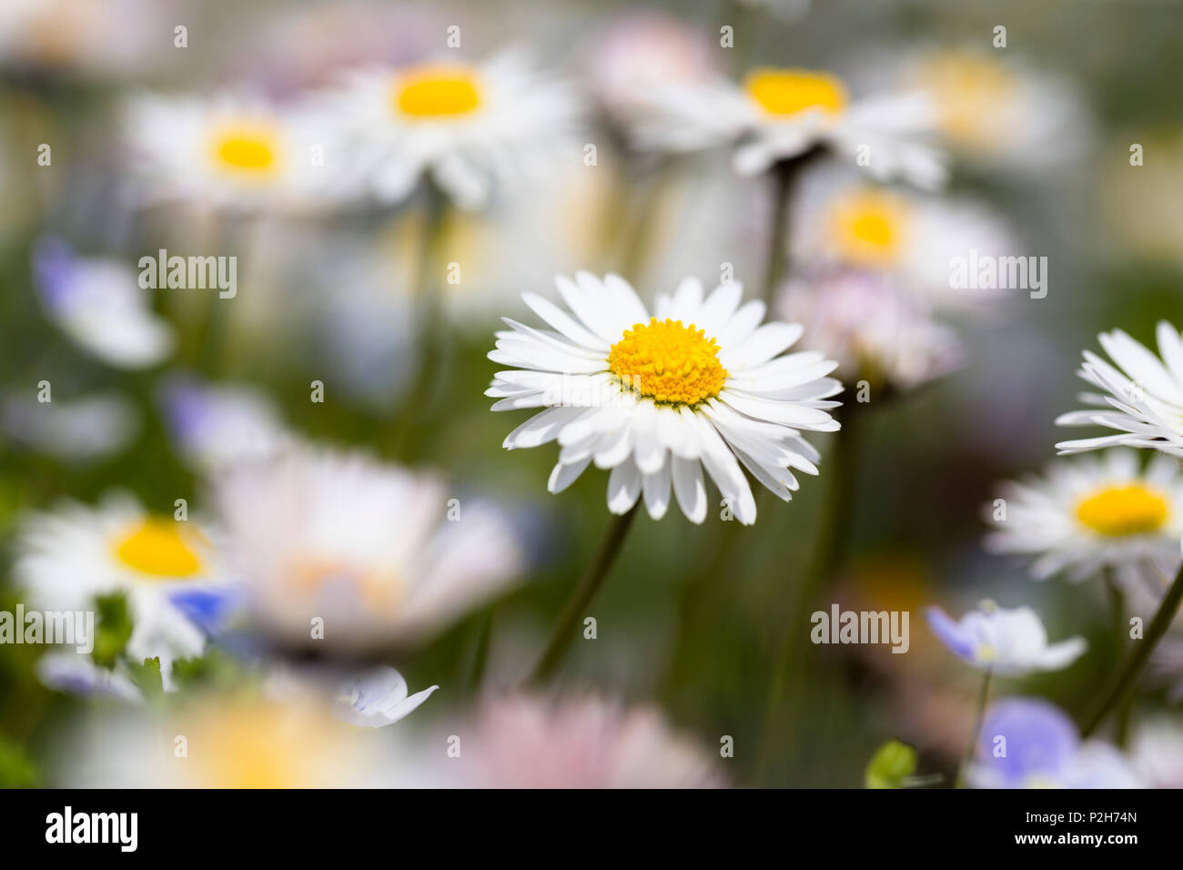 Daisy, Bellis perennis, Baviera, Germania Foto Stock