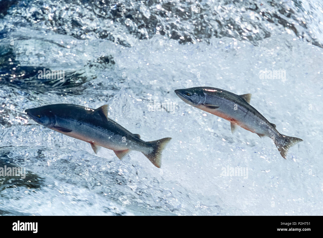 Sockeye salmoni che saltava, Onocorhynchus nerka, Alaksa Foto Stock