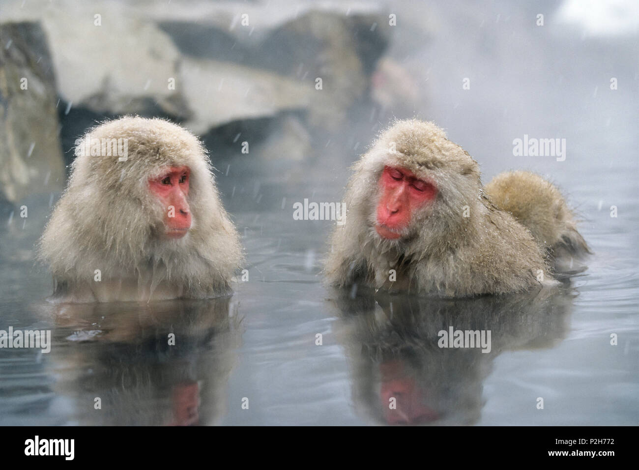 Snowmonkeys, macachi giapponesi in primavera calda, Macaca fuscata, Alpi Giapponesi, Giappone Foto Stock