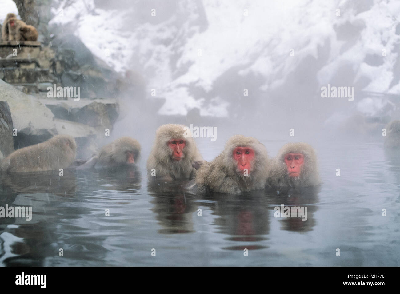 Snowmonkeys, macachi giapponesi in primavera calda, Macaca fuscata, Alpi Giapponesi, Giappone Foto Stock