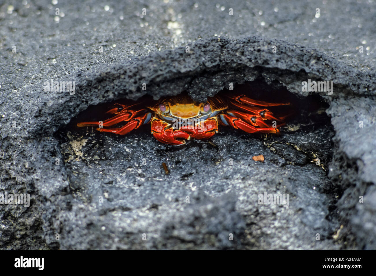Sally Lightfoot Crab Grapsus grapsus, Isole Galapagos, Ecuador, Sud America Foto Stock