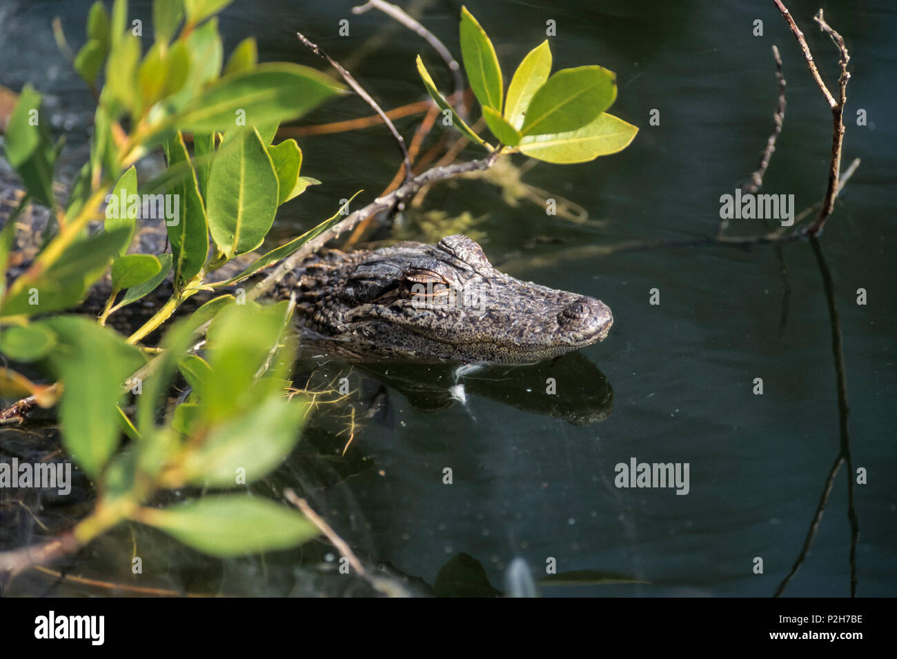 Giovani Mississippi-Alligator di mangrovie, alligatore mississippiensis, Ding Darling, Florida, Stati Uniti d'America Foto Stock