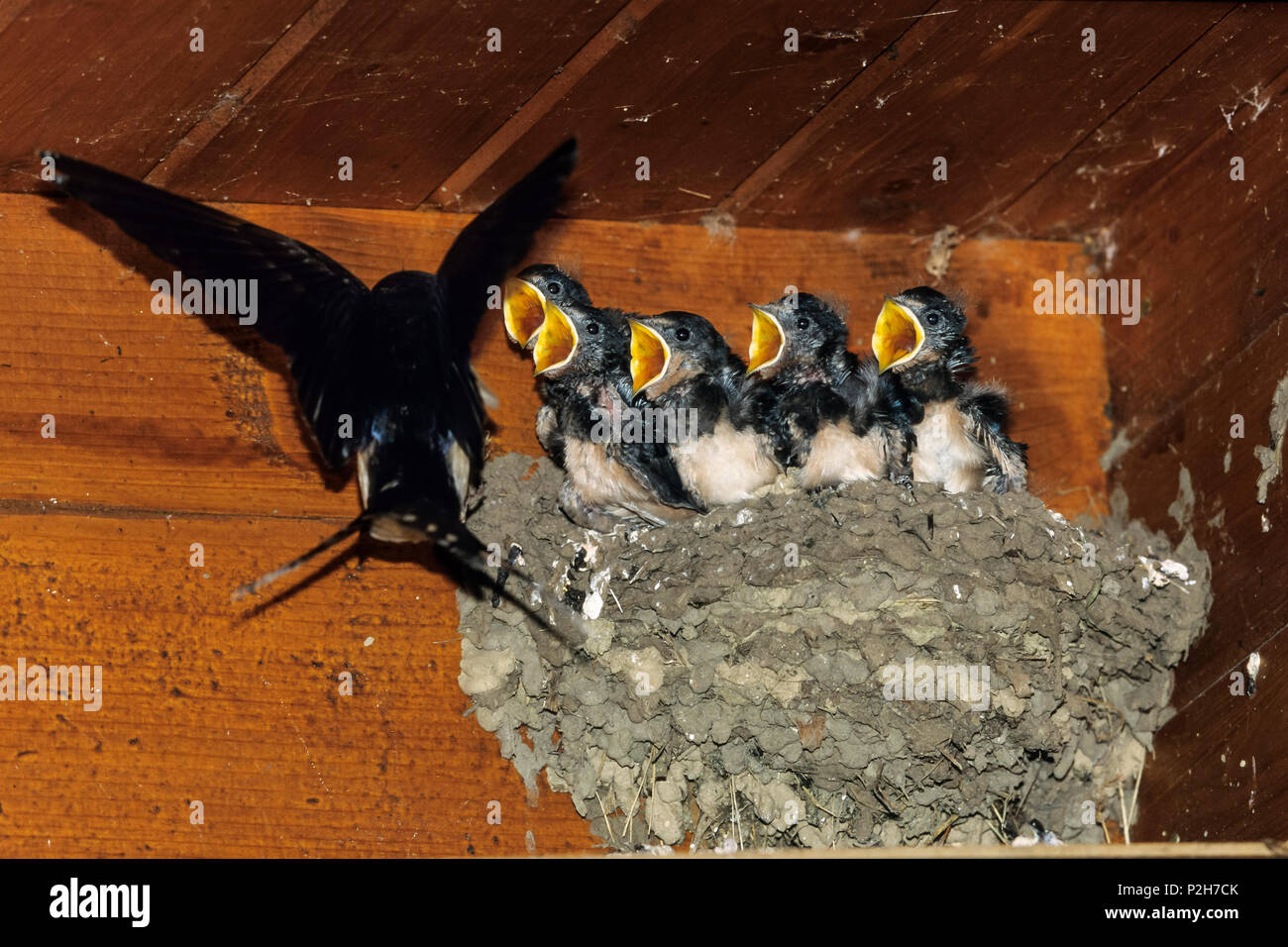 Swallow a nido, Hirundo rustica, Grecia, Europa Foto Stock