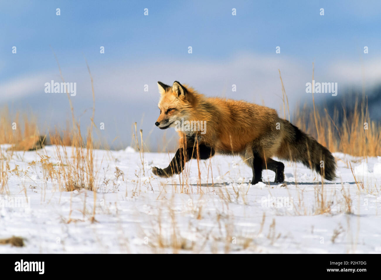 Red Fox in inverno in esecuzione, Vulpes vulpes, STATI UNITI D'AMERICA Foto Stock