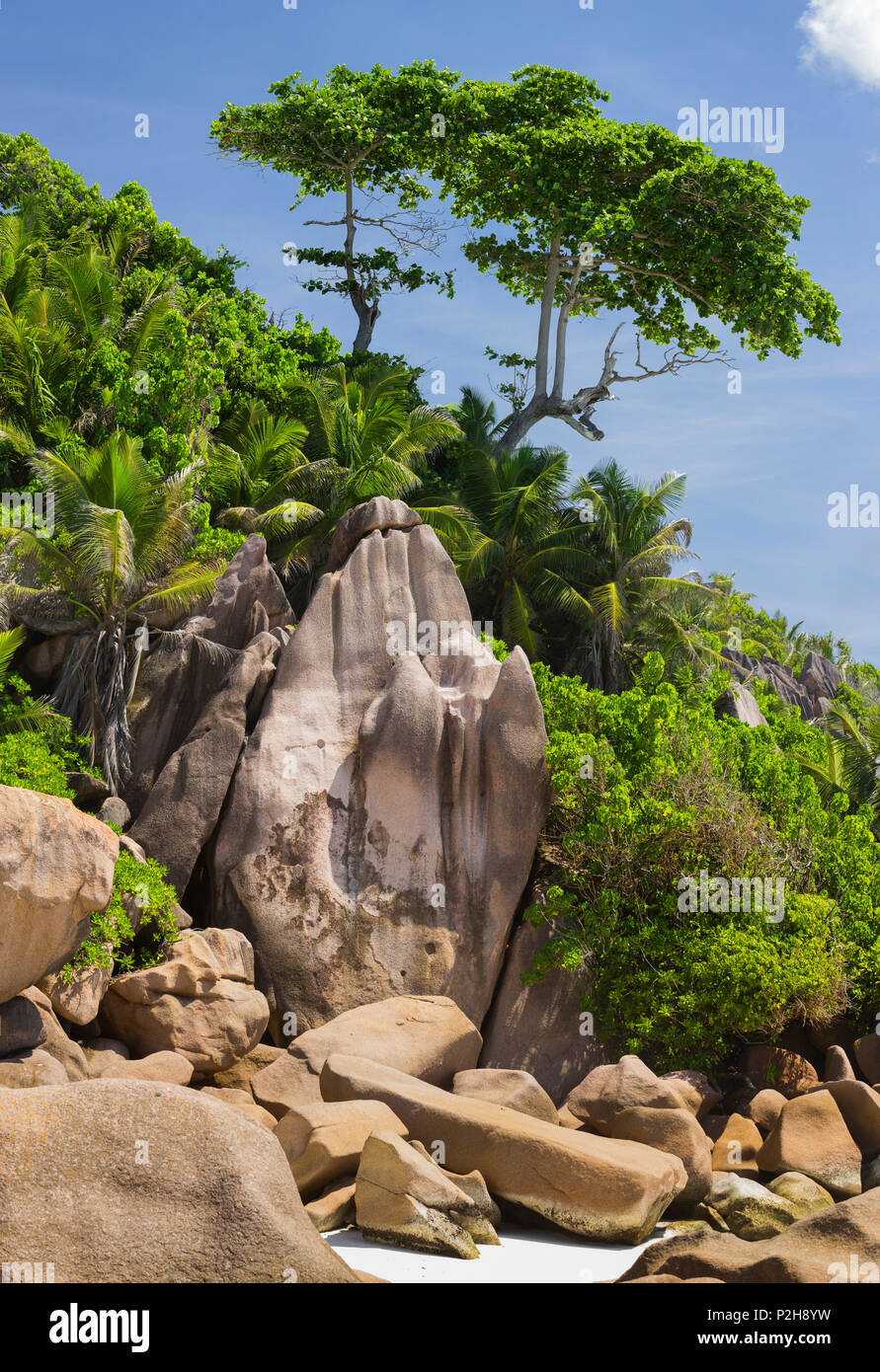 Albero a Grand Anse Beach, La Digue Island, Seicelle Foto Stock
