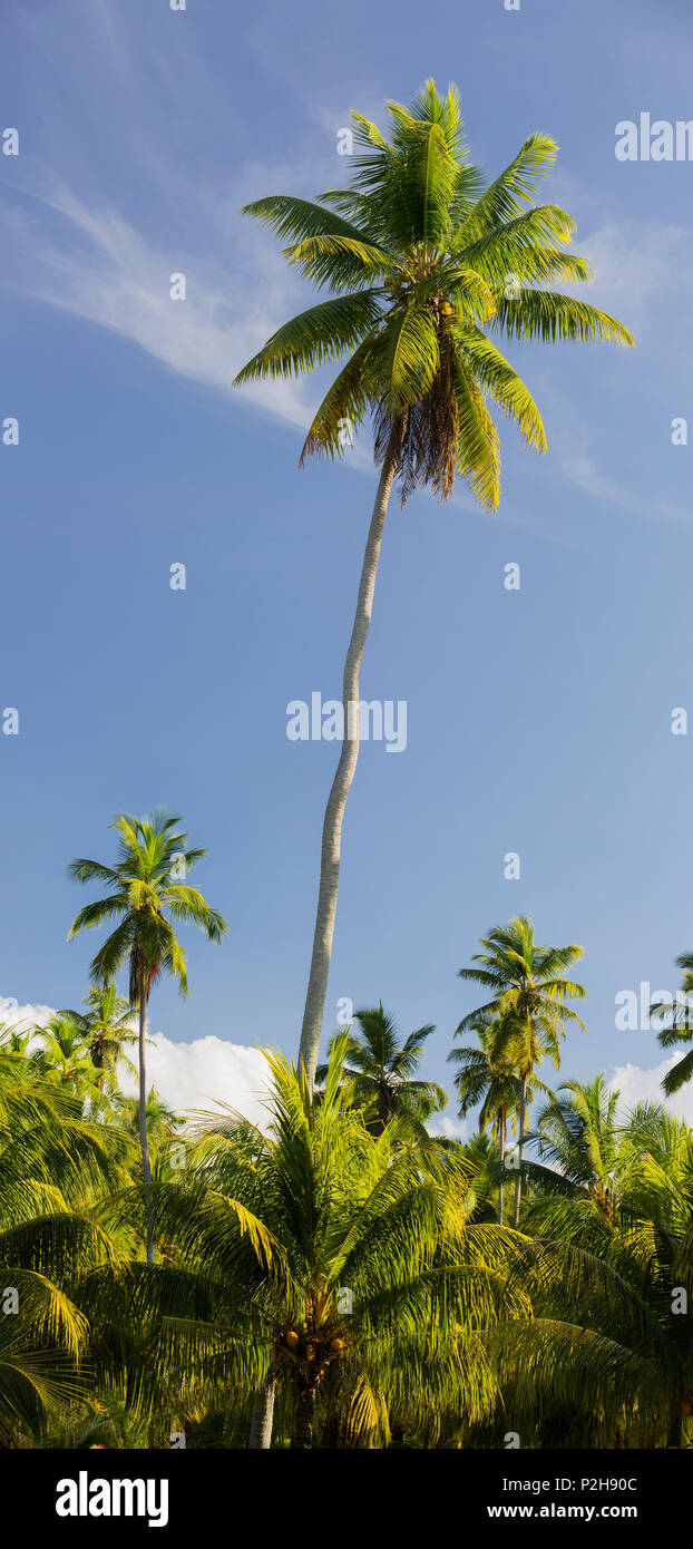 Palme da cocco, Plantage L'Union Station Wagon, La Digue Island, Seicelle Foto Stock