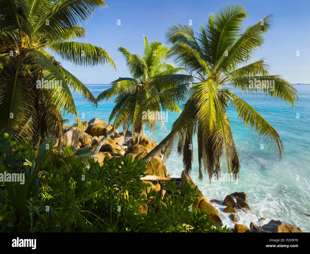Palme lungo la costa rocciosa, Anse Patates, La Digue Island, Seicelle Foto Stock