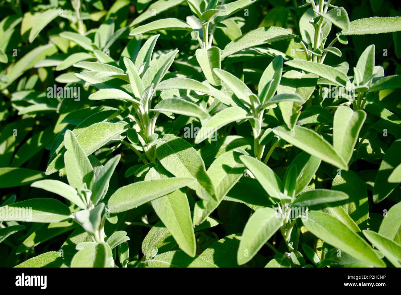 Verde salvia pianta nel sole, vicino fino Foto Stock