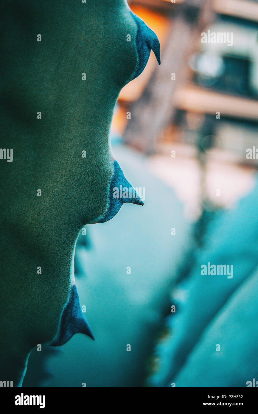 Close-up di agave azzurra ferox thorn in natura Foto Stock