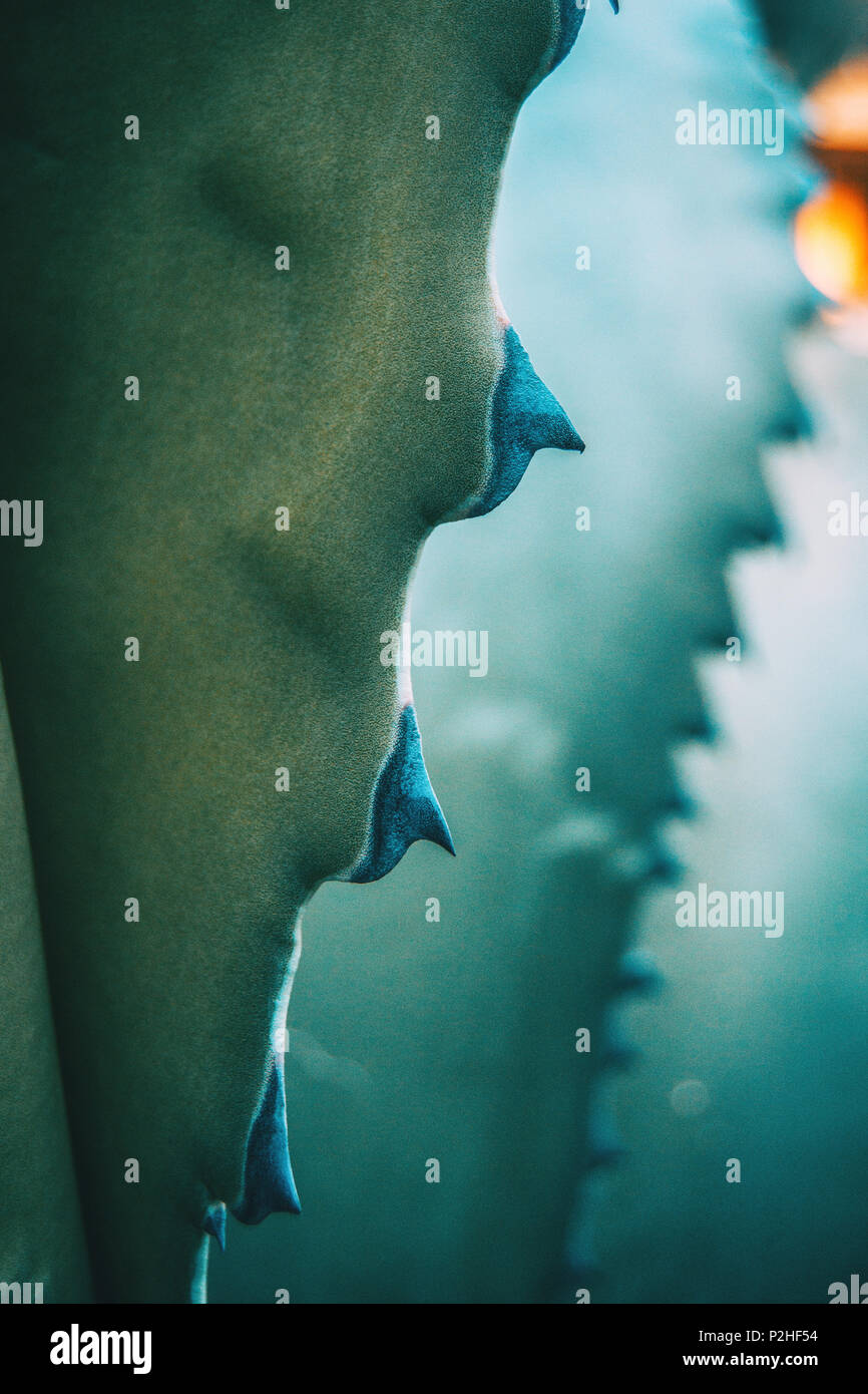 Close-up di agave azzurra ferox thorn in natura Foto Stock
