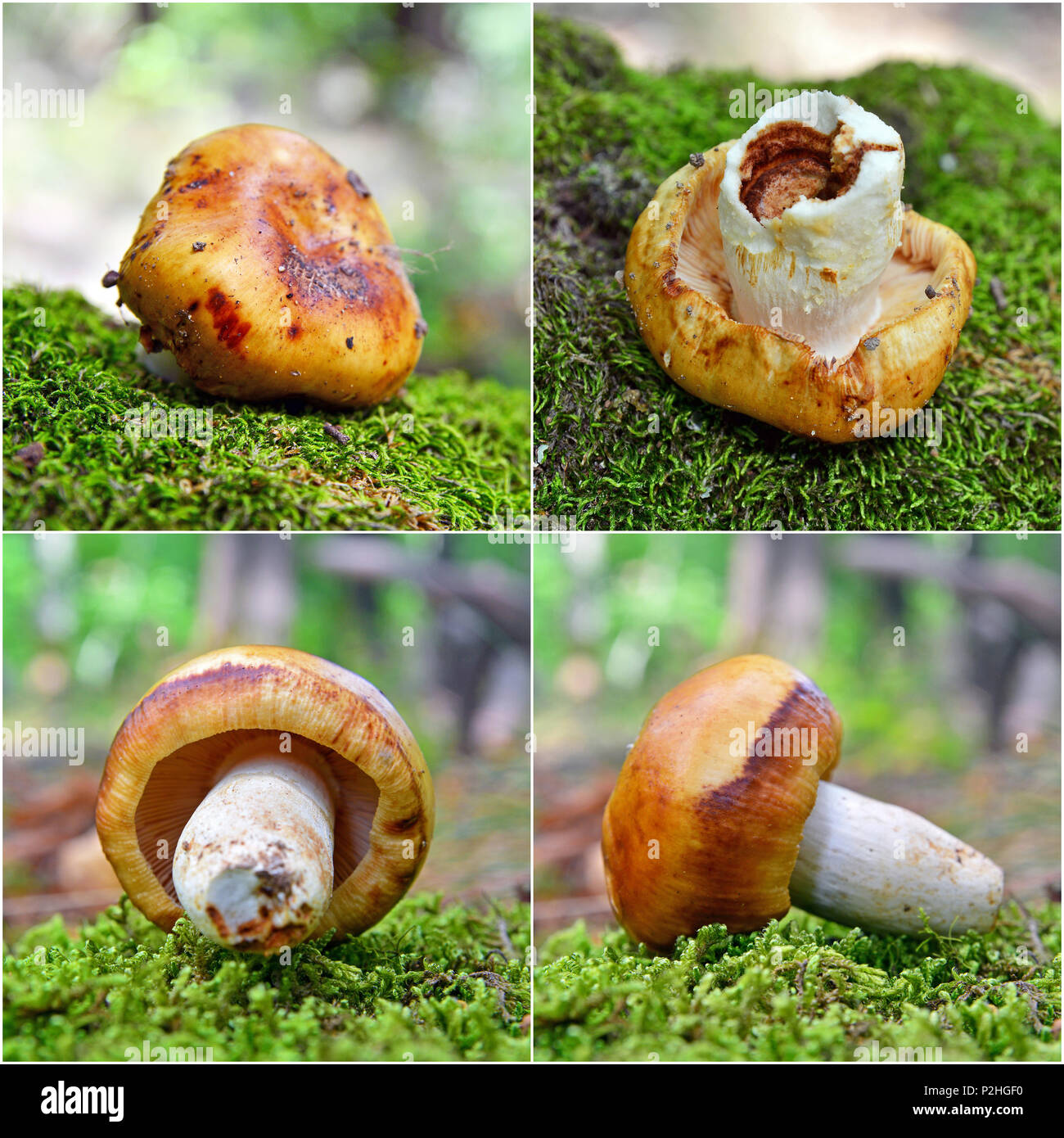 Russula foetens funghi, quattro scatti montage Foto Stock