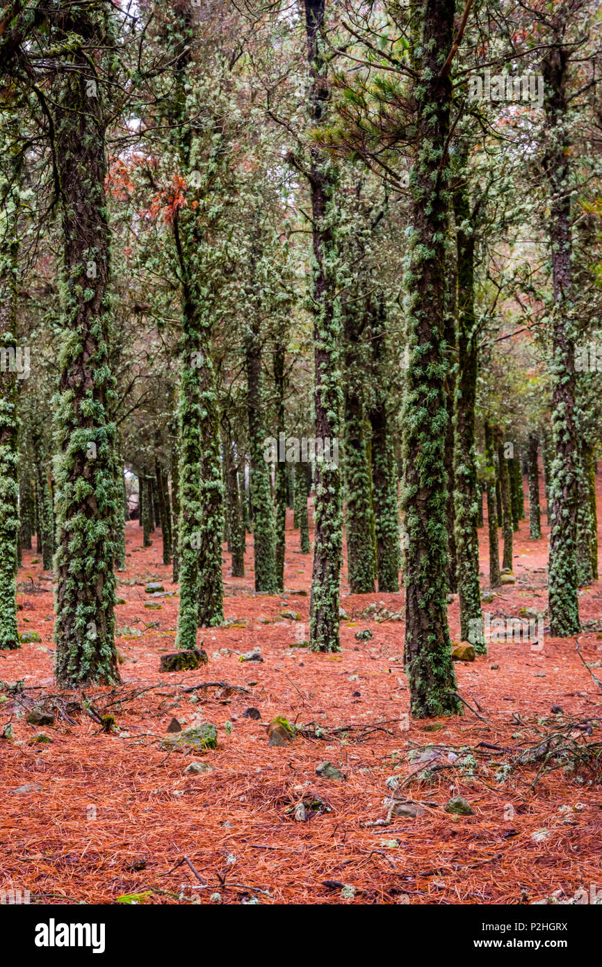 Il contrasto di licheni sui tronchi e rosso gli aghi di pino sul terreno, foresta in Gran Canaria, Spagna Foto Stock