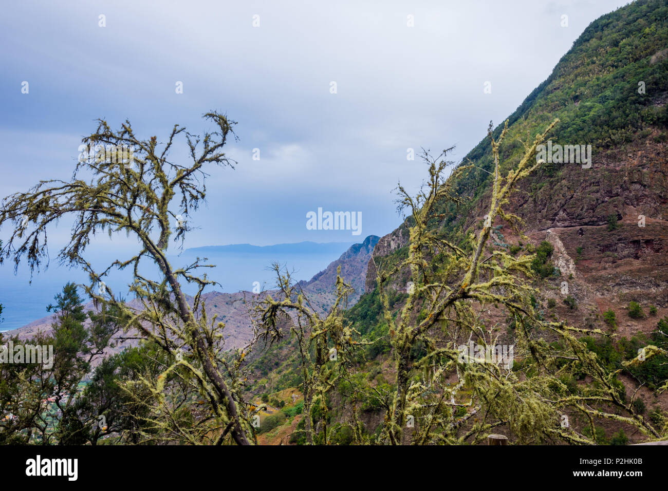 Il Lichen sugli alberi e vista sulla montagna a La Gomera, isole Canarie Foto Stock