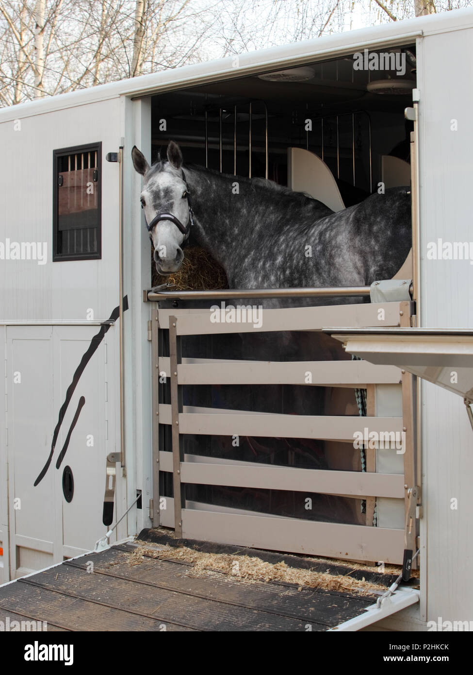 Incantevoli colline punteggiano grigio a testa di cavallo fuori della porta aperta su un cavallo rimorchio. Cavallo ha halter Foto Stock