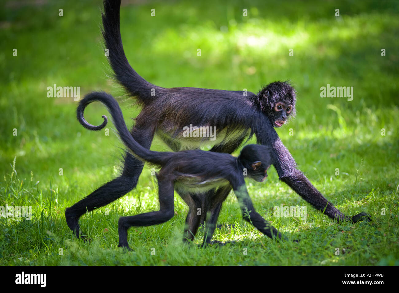 Due Geoffroy di scimmie ragno a piedi Foto Stock