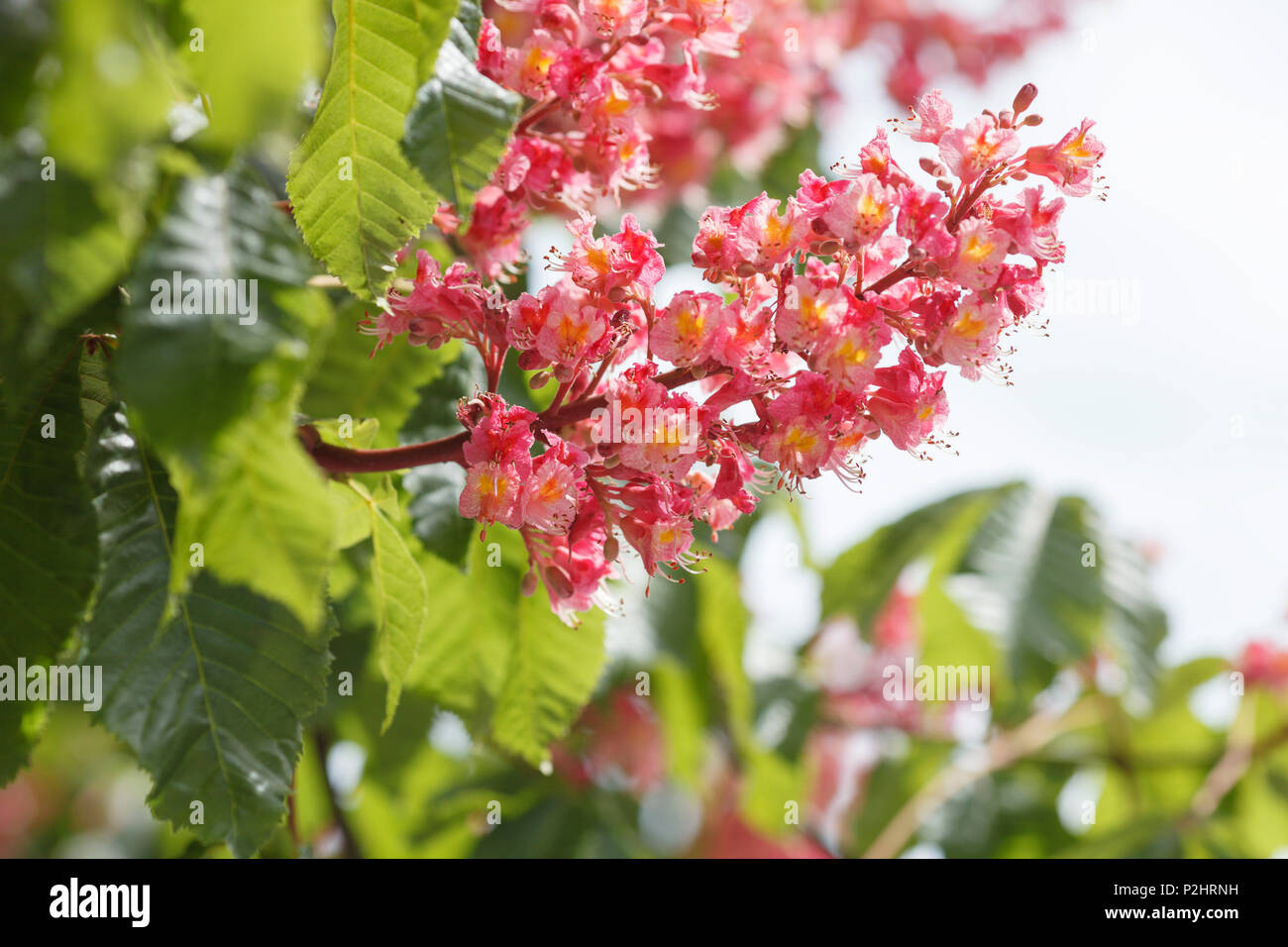 Fiore di castagno in primavera, Hofgarten dietro la residenza reale di Monaco di Baviera, Baviera, Baviera, Germania, Europa Foto Stock