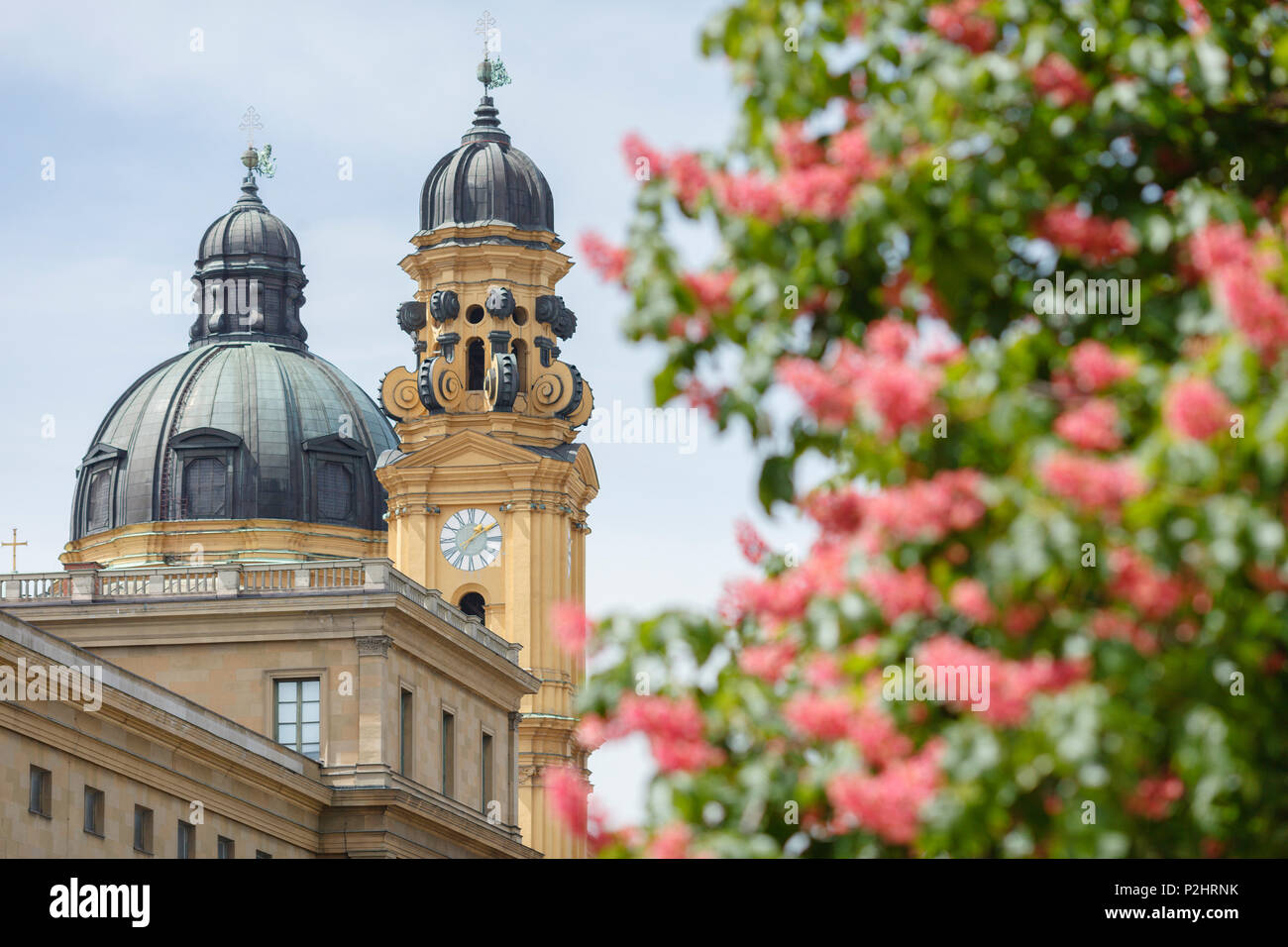 Teatini chiesa di San Gaetano da Hofgarten dietro la residenza reale, castagno blossom, del XVII secolo, stile barocco italiano, Foto Stock