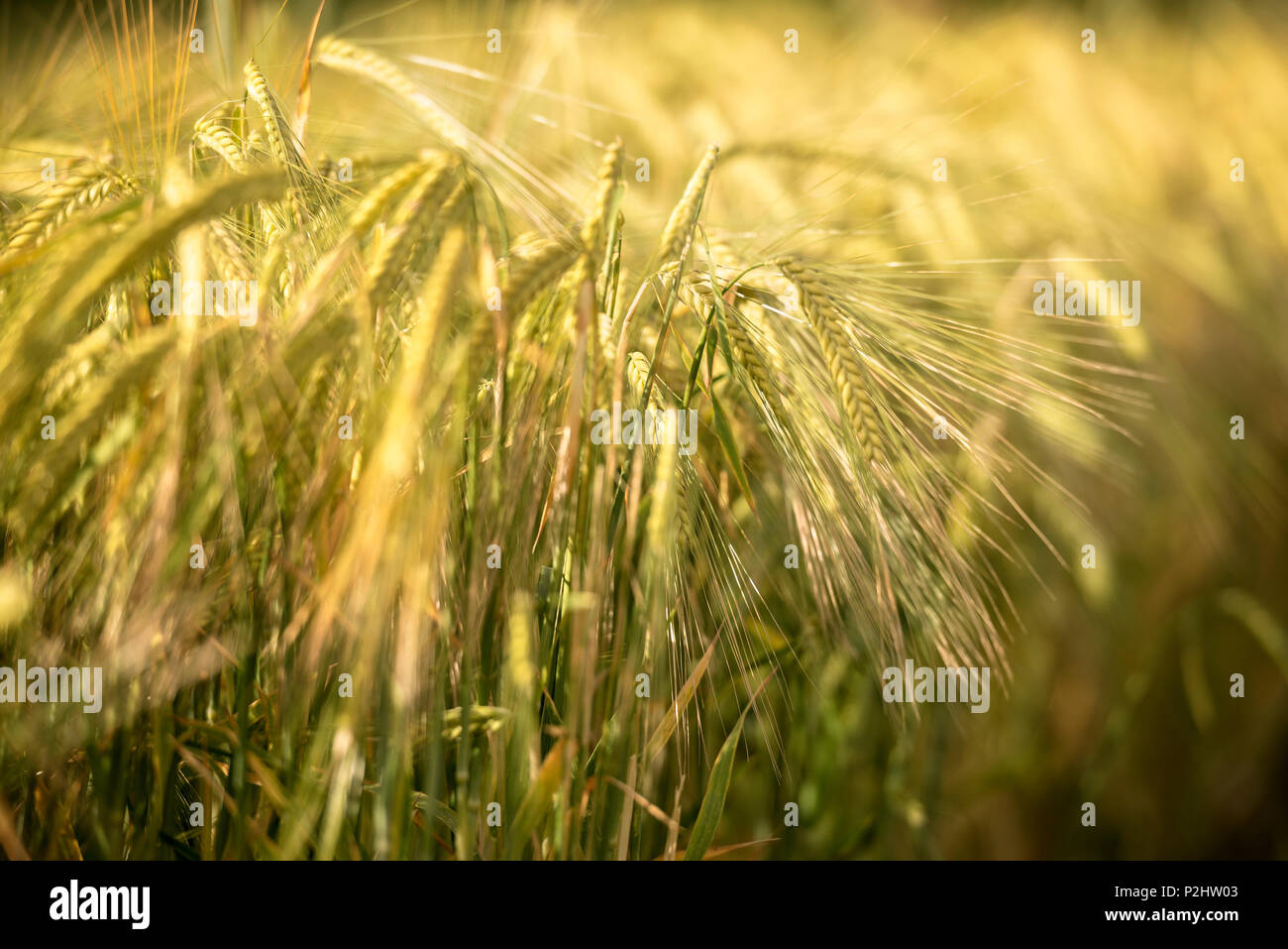 Dettaglio di una spiga di grano in un campo di grano, Svevo, Zwiefalten, Svevo, Baden-Wuerttemberg, Germania Foto Stock