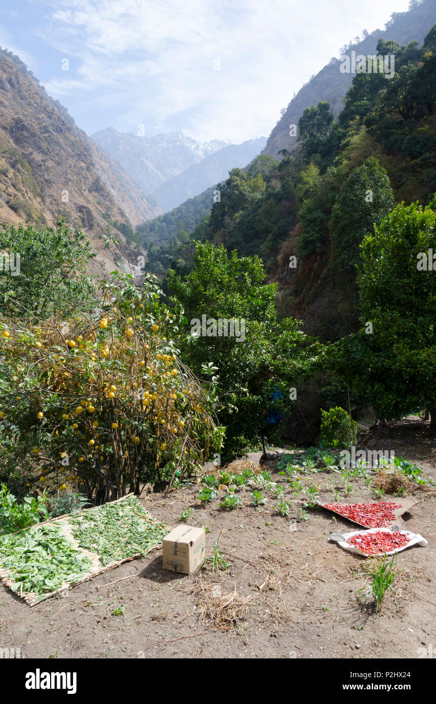 Nei pressi di Bamboo Lodge, Langtang Valley, Nepal Foto Stock