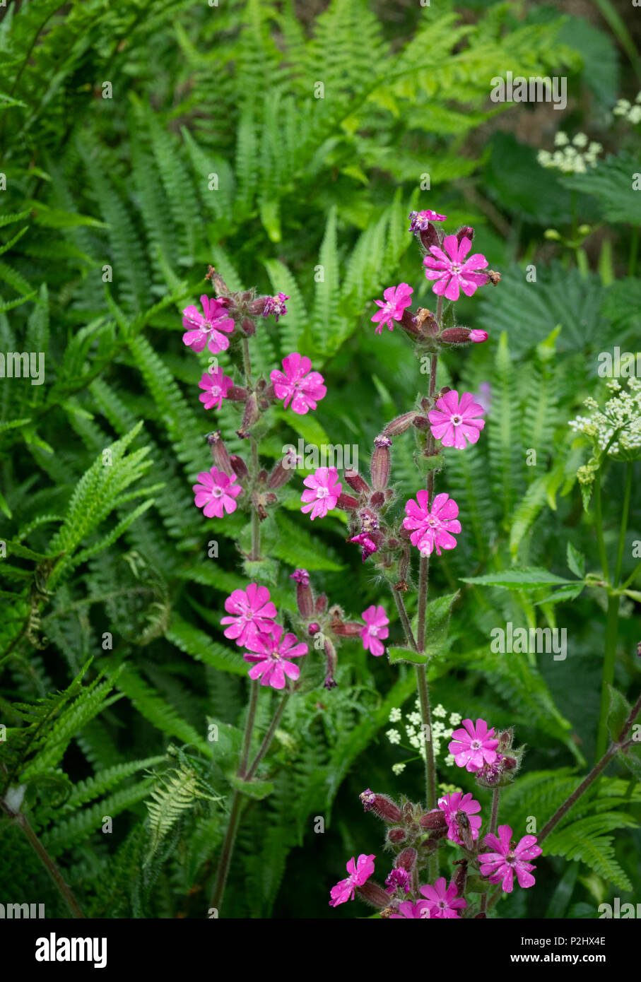 Red campion Silene dioica in una siepe di Dartmoor bank devon UK Foto Stock