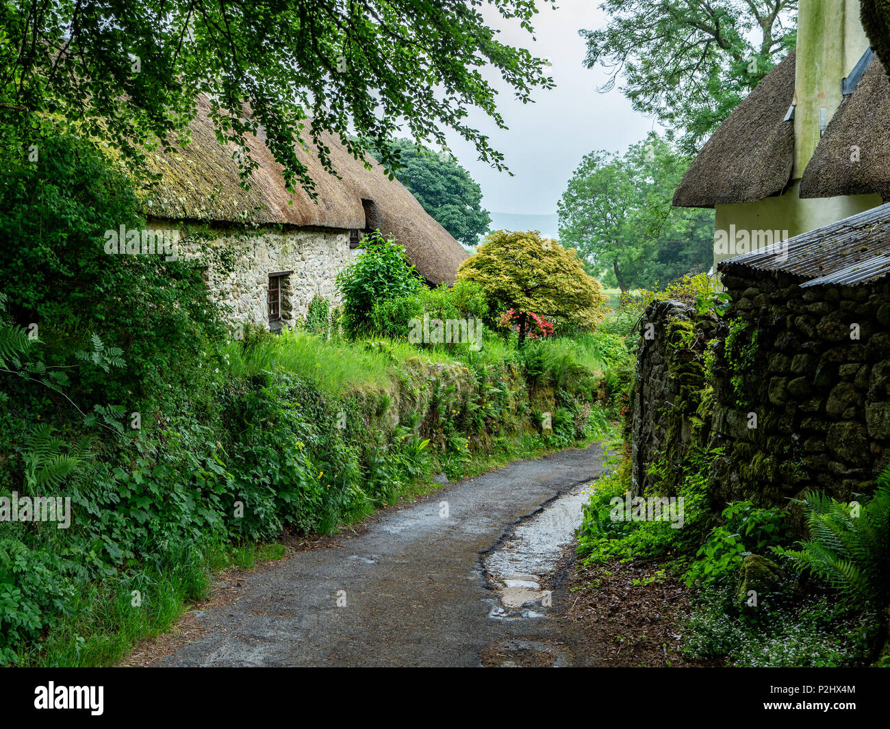 Una stretta viuzza con antico cottage con il tetto di paglia in un angolo tranquillo del villaggio Hexworthy su Dartmoor su un tipicamente bagnato estate giorno- Devon UK Foto Stock