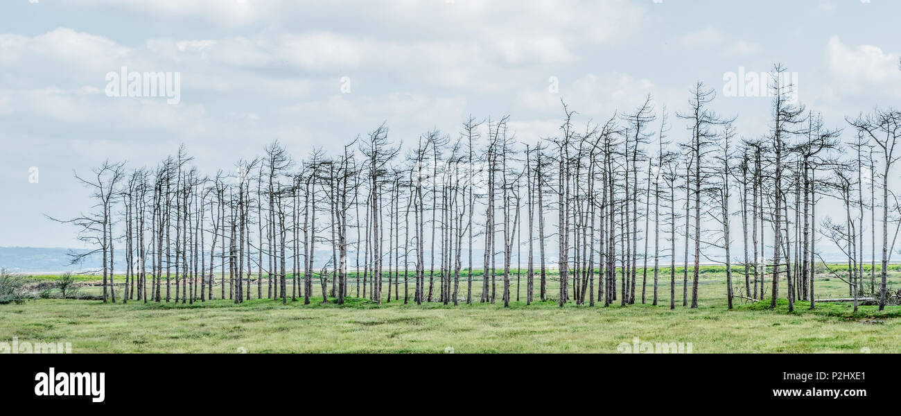 Una linea di alberi morti sulle paludi della Penisola di Gower uccisi quando la parete del mare è stato violato e la zona restituita a Salt Marsh - Wales UK Foto Stock