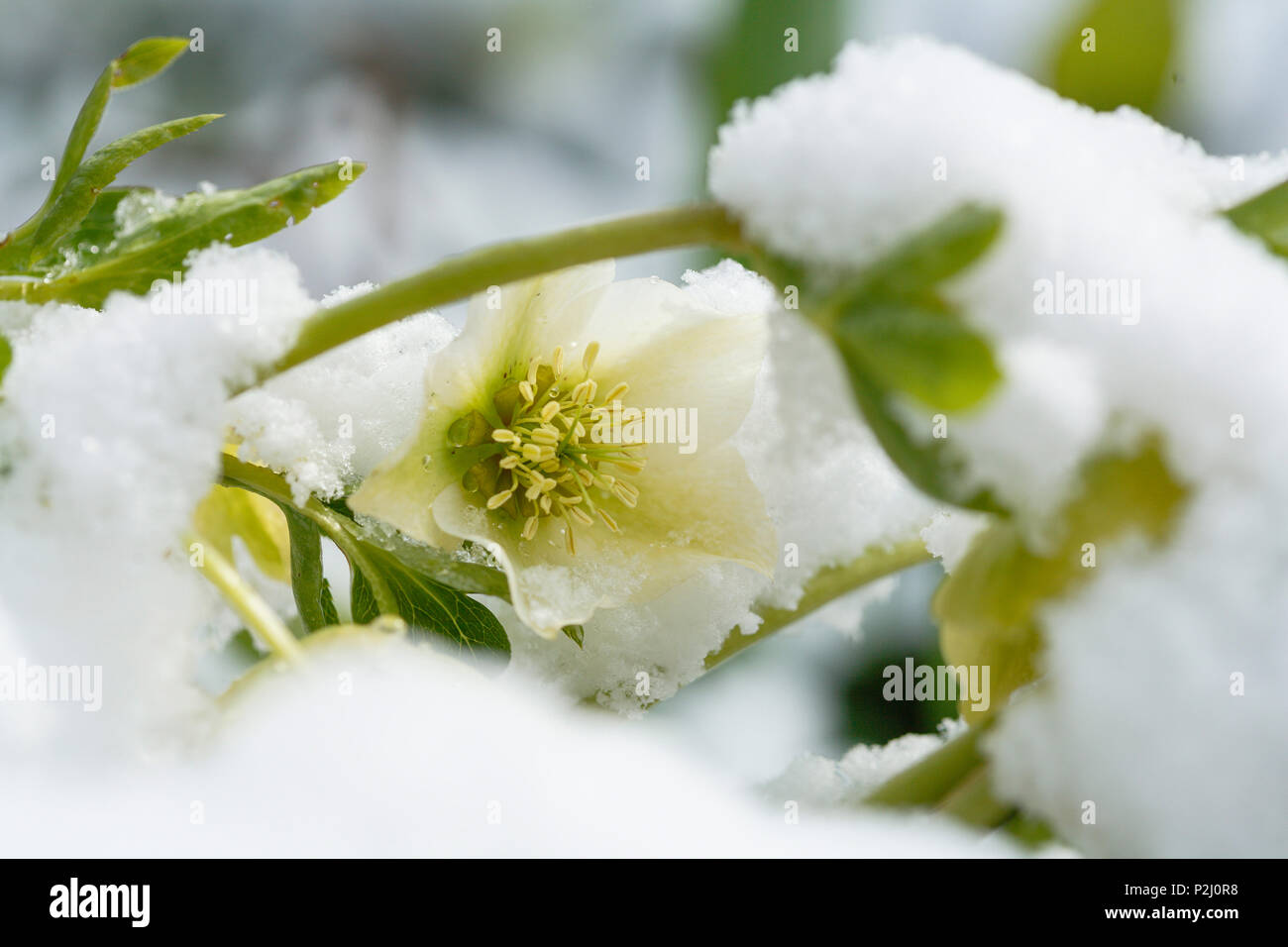 Rosa di Natale, il Veratro nero, Lat. Helleborus niger, giardino fiore con la neve in inverno, Pullach im Isartal, a sud di Monaco di Baviera, Foto Stock