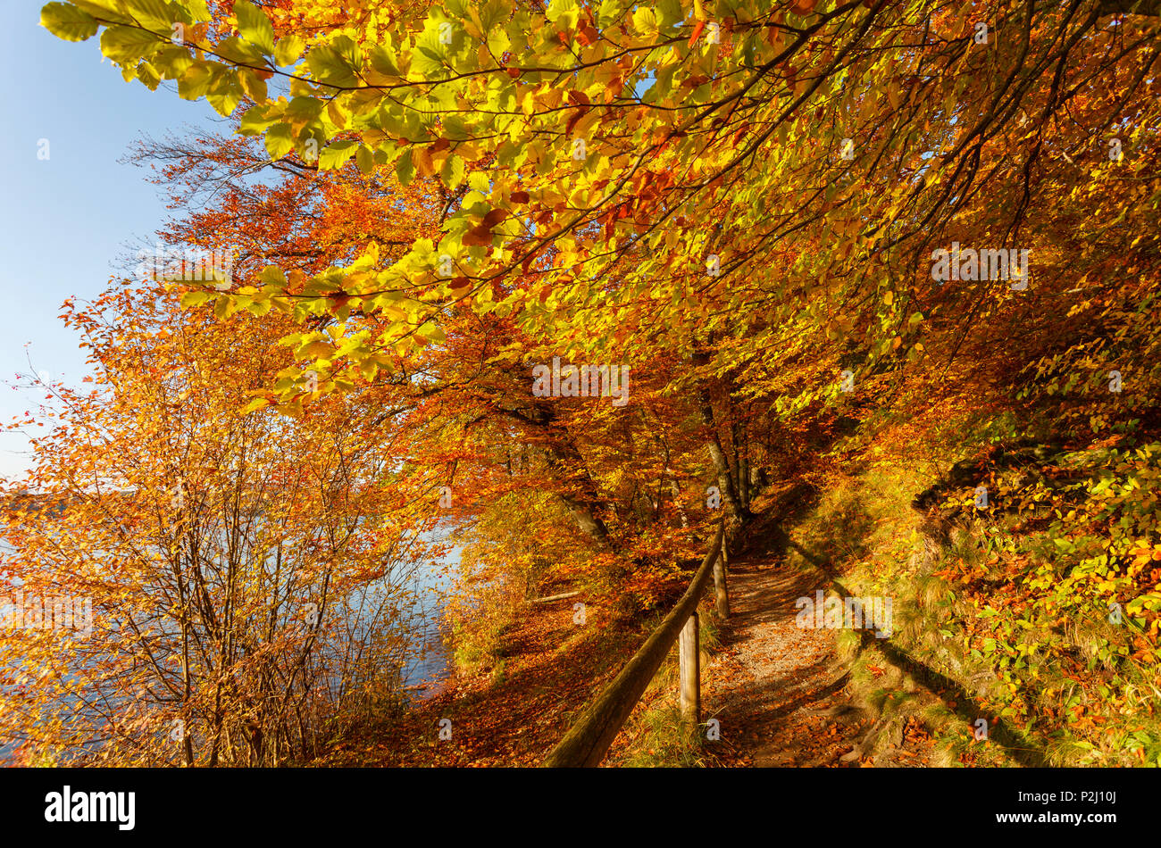 Sentiero Wesslinger vedere in autunno, estate indiana, sul lago Starnberg cinque laghi, distretto Starnberg, bavarese forelan alpino Foto Stock