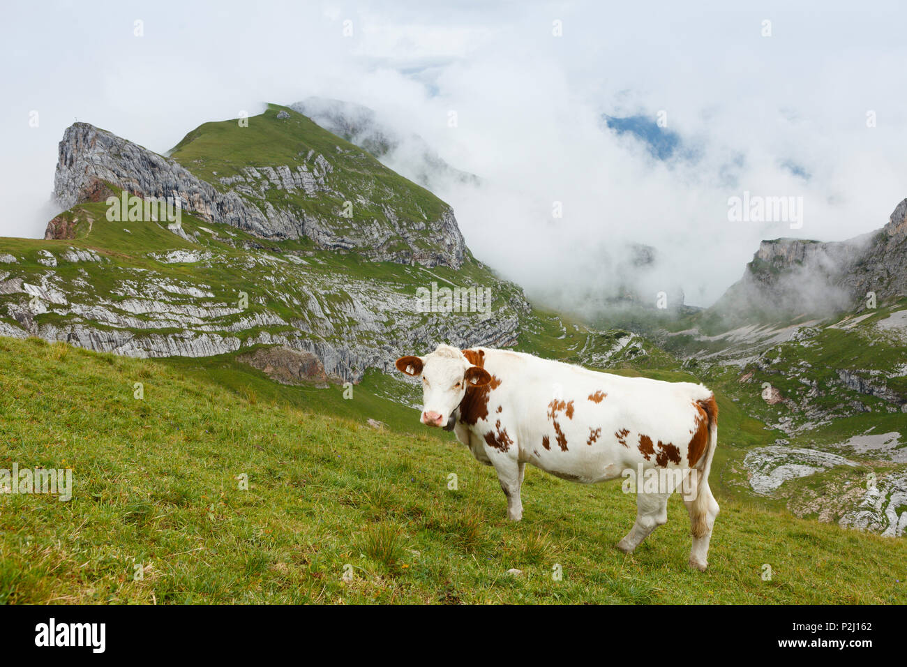 Mucca su un pascolo alpino, Sagzahn e vorderes Sonnwendjoch, montagne Rofan, district Schwaz, in Tirolo, Austria, Europa Foto Stock